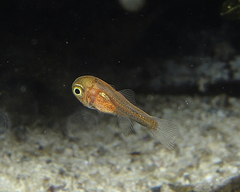 Vincentia punctata