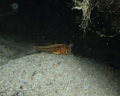 Vincentia punctata