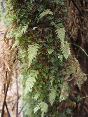 Hymenophyllum frankliniae