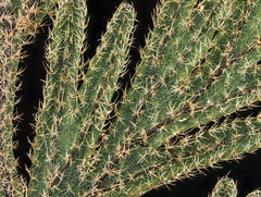 Hymenophyllum frankliniae