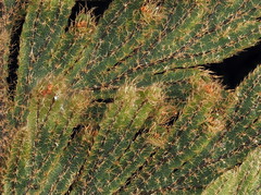 Hymenophyllum frankliniae