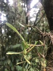 Maxillariinae