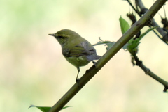 Phylloscopus nitidus