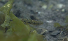 Pseudaphritis urvillii