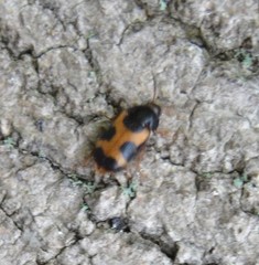 Mycetophagus punctatus