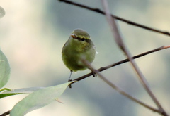 Phylloscopus nitidus
