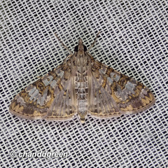 Dysallacta negatalis