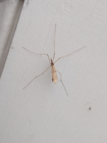 Unknown species found near Topstone, Redding, CT 06896, USA