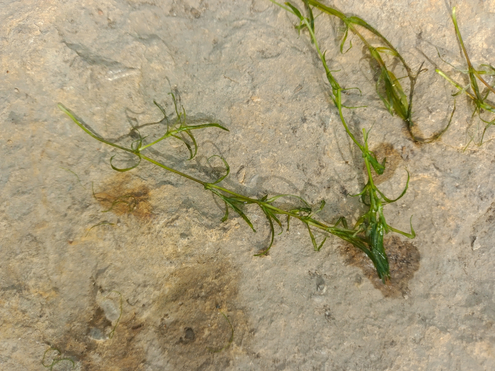 Fineleaf waterweed