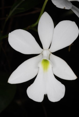 Oeonia volucris image