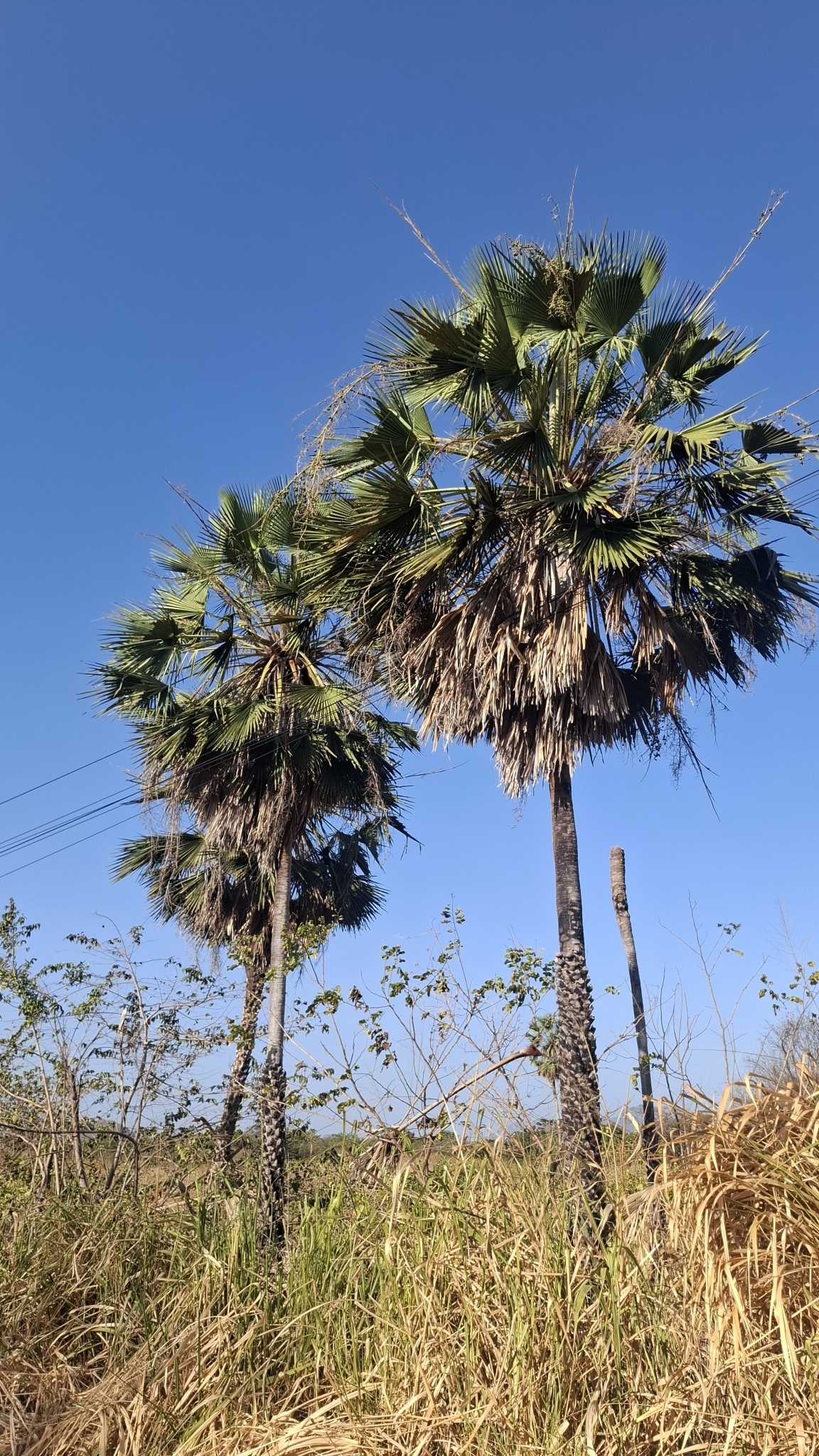 Copernicia prunifera