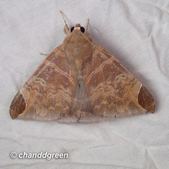 Pindara illibata