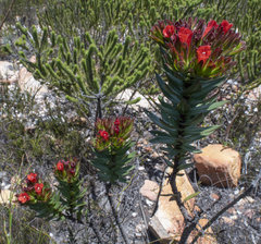 Lobostemon sanguineus