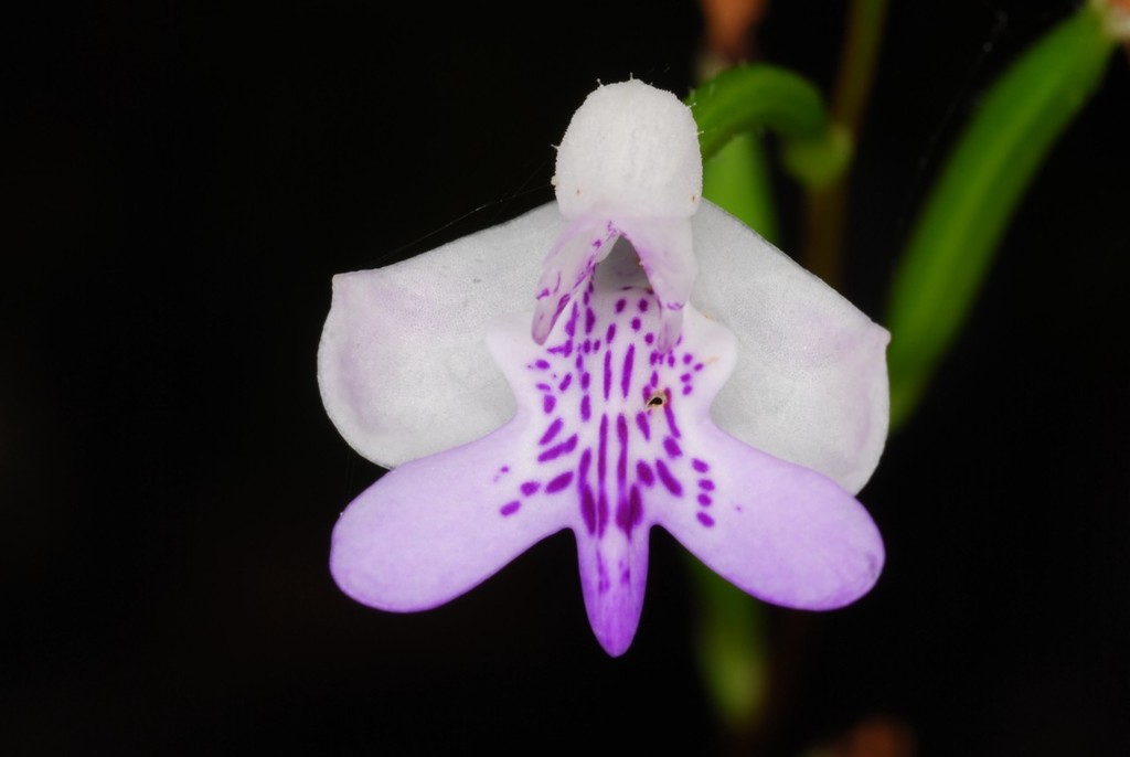Cynorkis elegans
