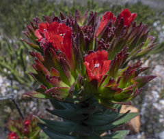 Lobostemon sanguineus