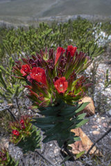 Lobostemon sanguineus