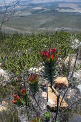 Lobostemon sanguineus