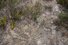 Aspalathus retroflexa bicolor