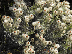 Syncarpha argyropsis