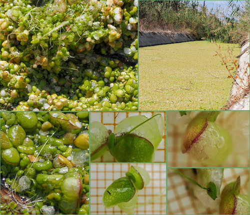 Lemna gibba iNat (3)