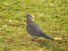Streptopelia senegalensis