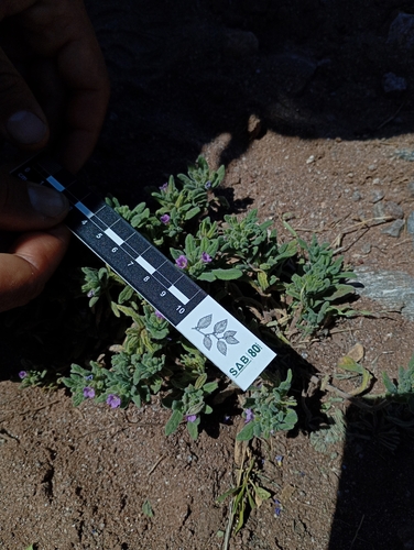 Whitewhisker fiddleleaf (Nama undulata)