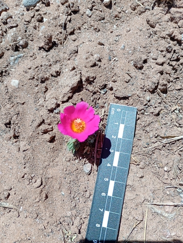 Portulaca eruca (Portulaca eruca)
