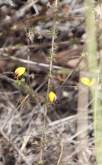 Aspalathus retroflexa bicolor