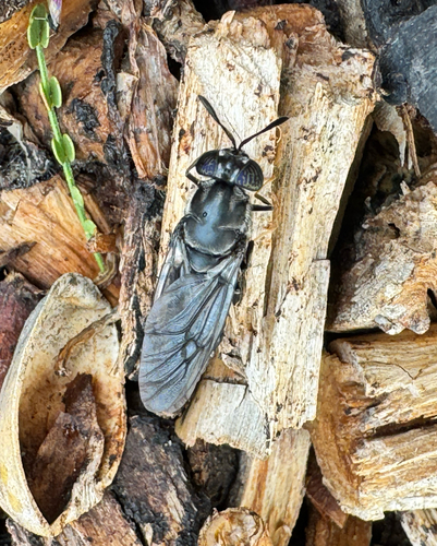 Unknown species found near Pencil Leaf Pl, Tucson, AZ, US