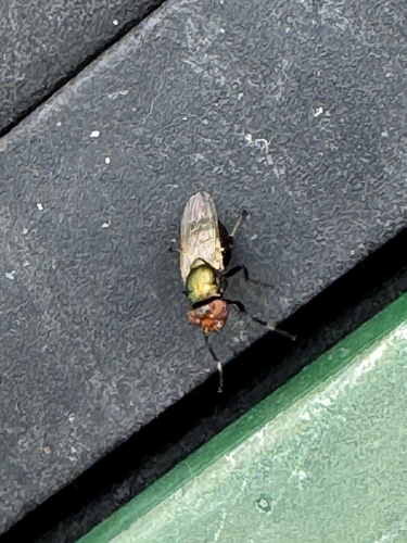 Unknown species found near Pencil Leaf Pl, Tucson, AZ, US