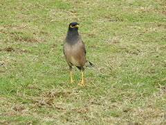 Acridotheres tristis