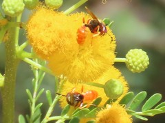 Philanthus triangulum diadema