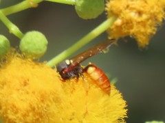 Philanthus triangulum diadema