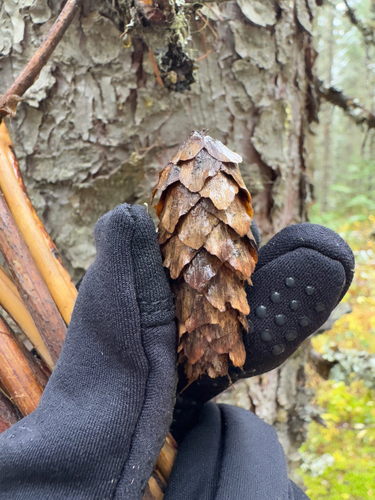 Interior Spruce (Picea ×)