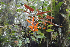 Columnea strigosa
