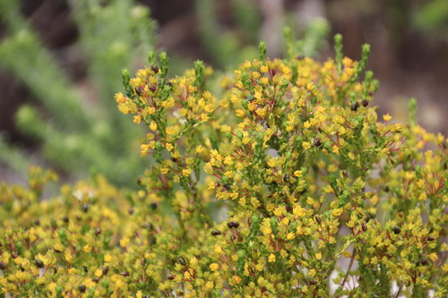 Image of Lemon Buchu (Agathosma glabrata) by (c) Tony Rebelo, some rights reserved (CC BY-SA)