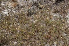 Aspalathus retroflexa bicolor