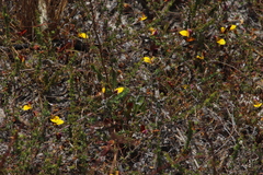 Aspalathus retroflexa bicolor
