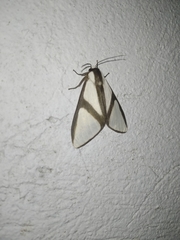 Turuptiana