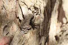 Anthracocentrus arabicus