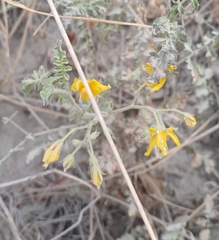 Solanum corneliomulleri