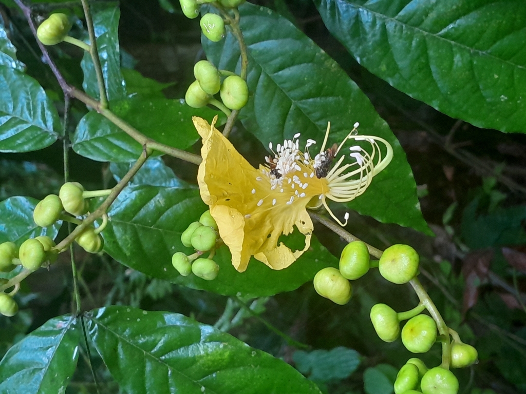 Swartzia trianae