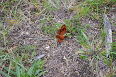 Lasiophila persepolis