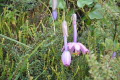 Passiflora cumbalensis