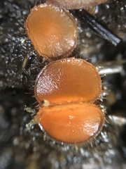 Cheilymenia stercorea