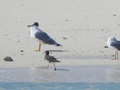 Ichthyaetus hemprichii