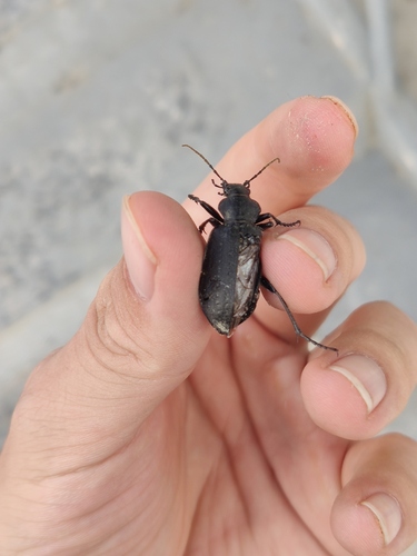 Calosoma davidis