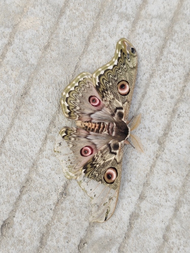Rinaca anna