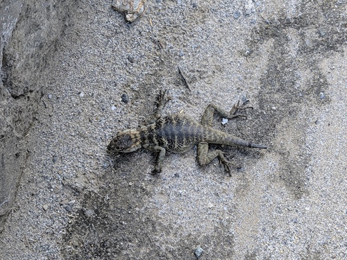 Anan's Rock Agama