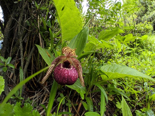 Tibetan Lady's Slipper Orchid